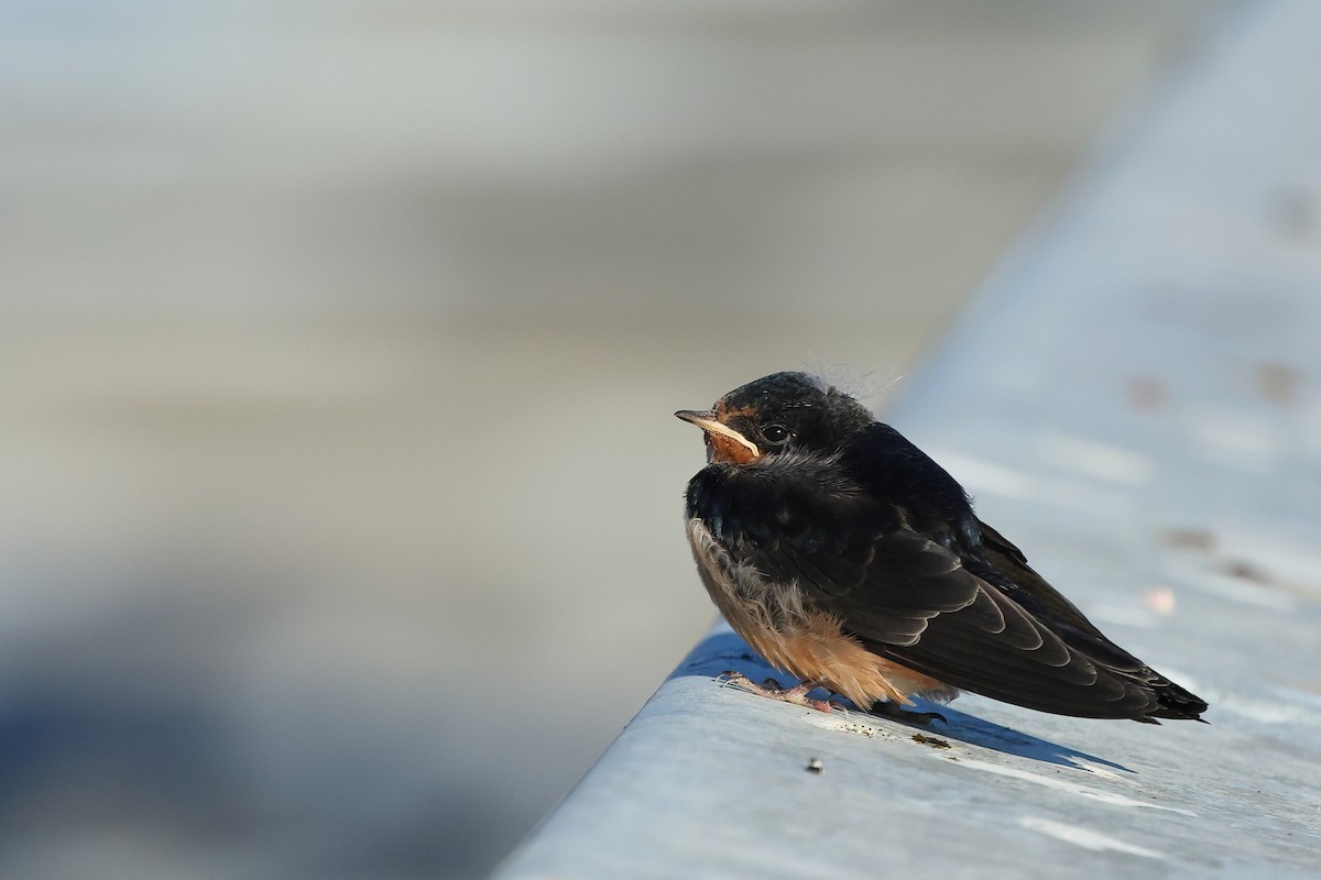 Ластівка сільська - ML645875688