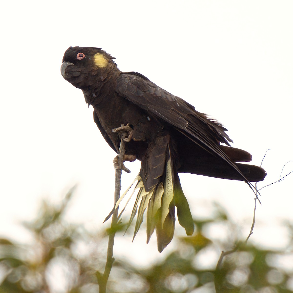 Yellow-tailed Black-Cockatoo - ML645875694