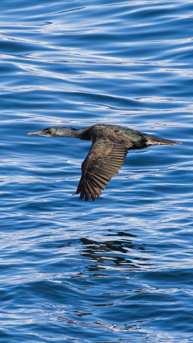Brandt's Cormorant - ML645875695