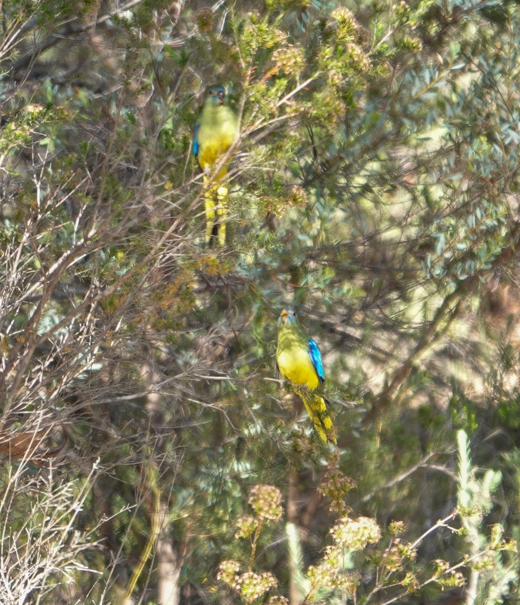 Turquoise Parrot - ML645875696