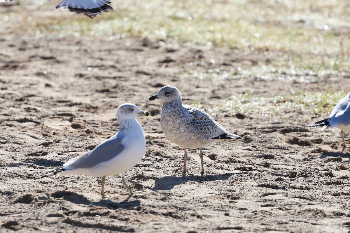 California Gull - ML645875697