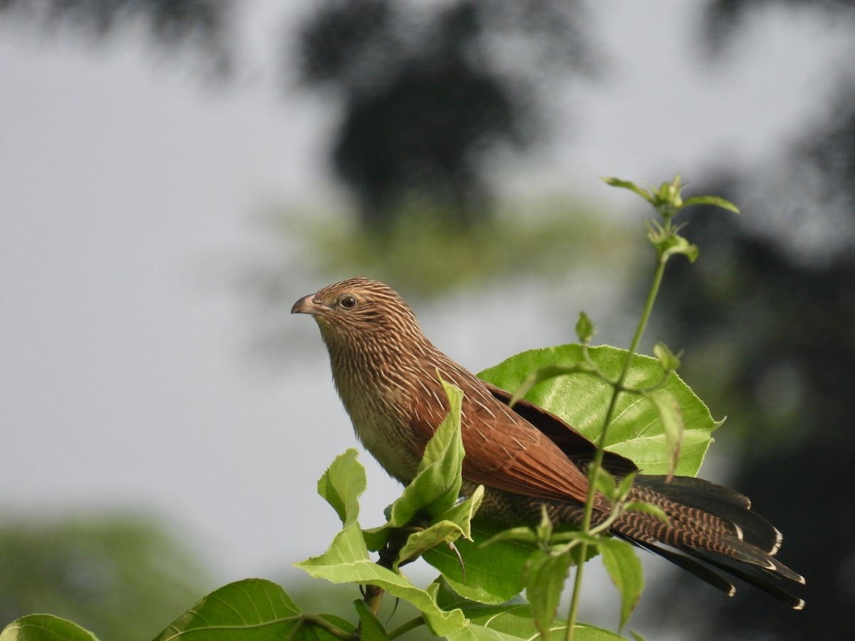 Lesser Coucal - ML645875699