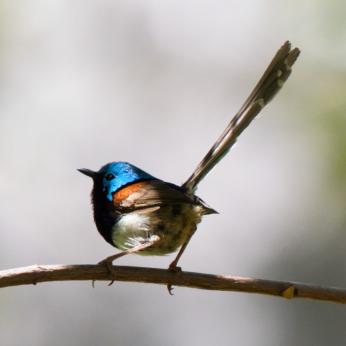Variegated Fairywren - ML645875701