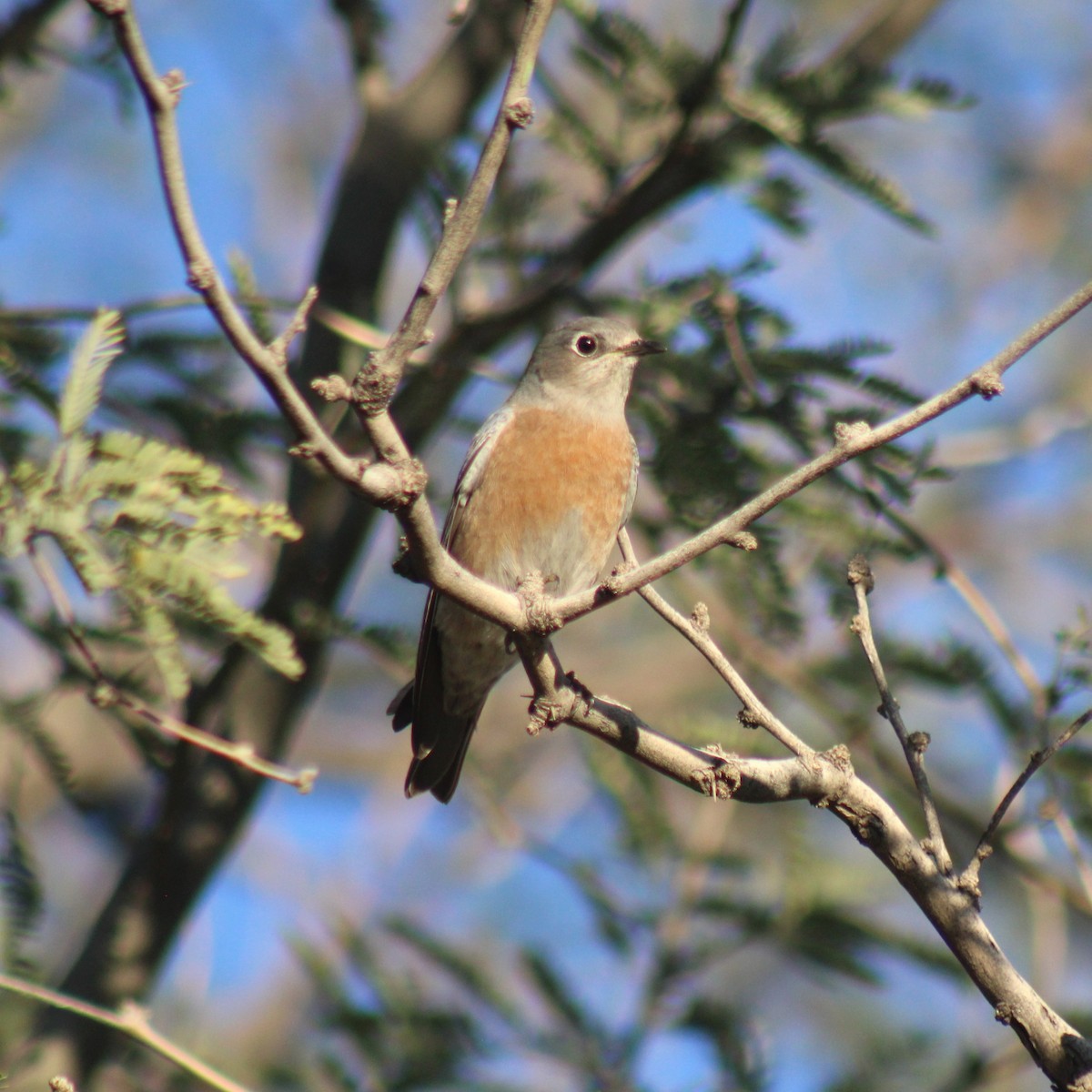Western Bluebird - ML645875702
