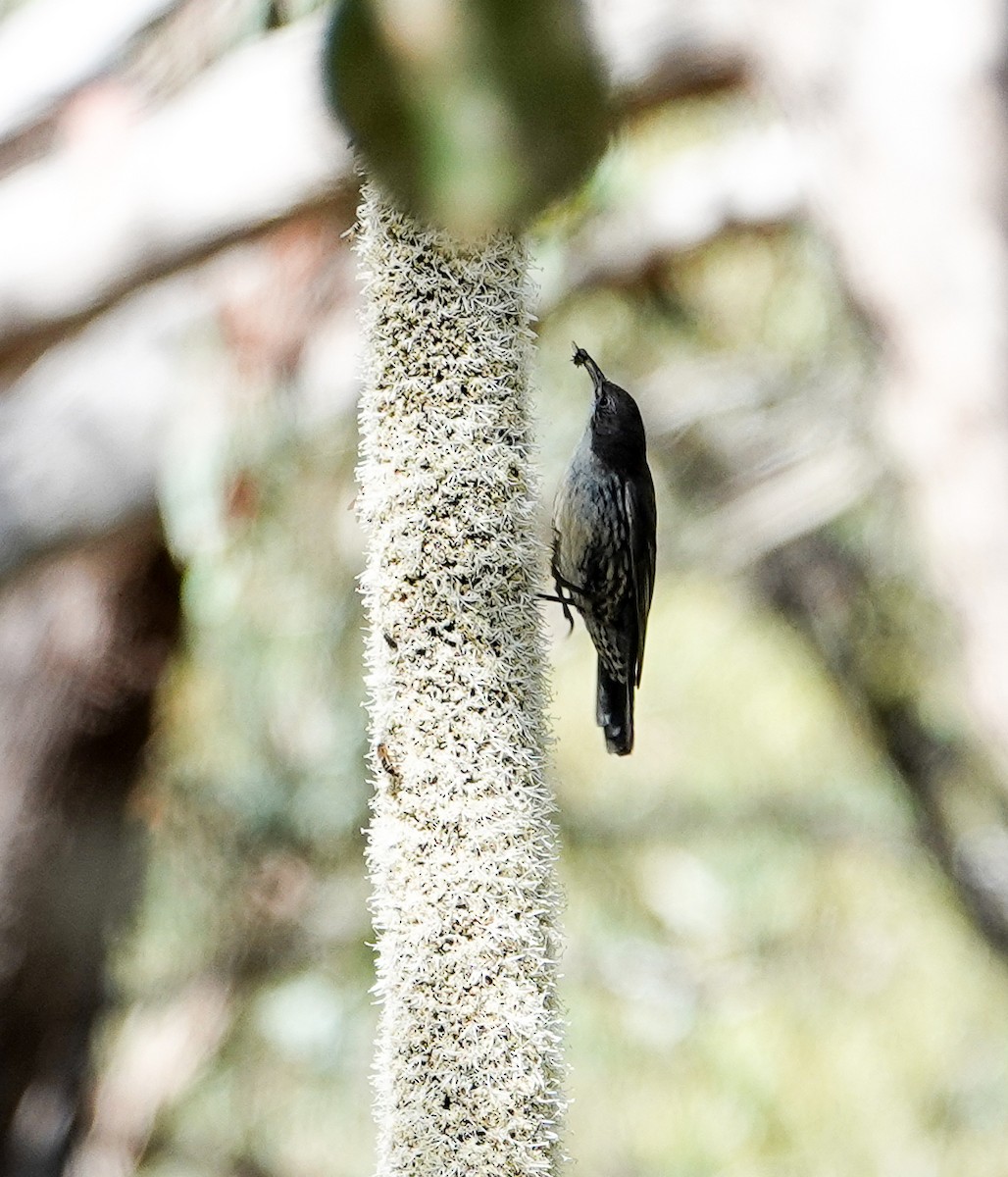 White-throated Treecreeper - ML645875704