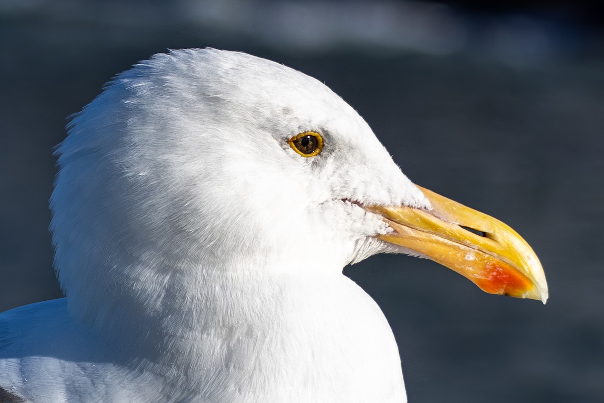 Western Gull - ML645875706