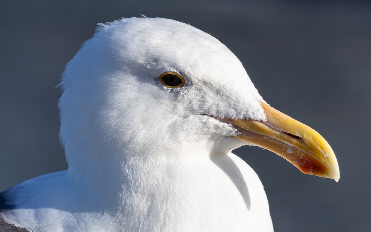 Western Gull - ML645875707