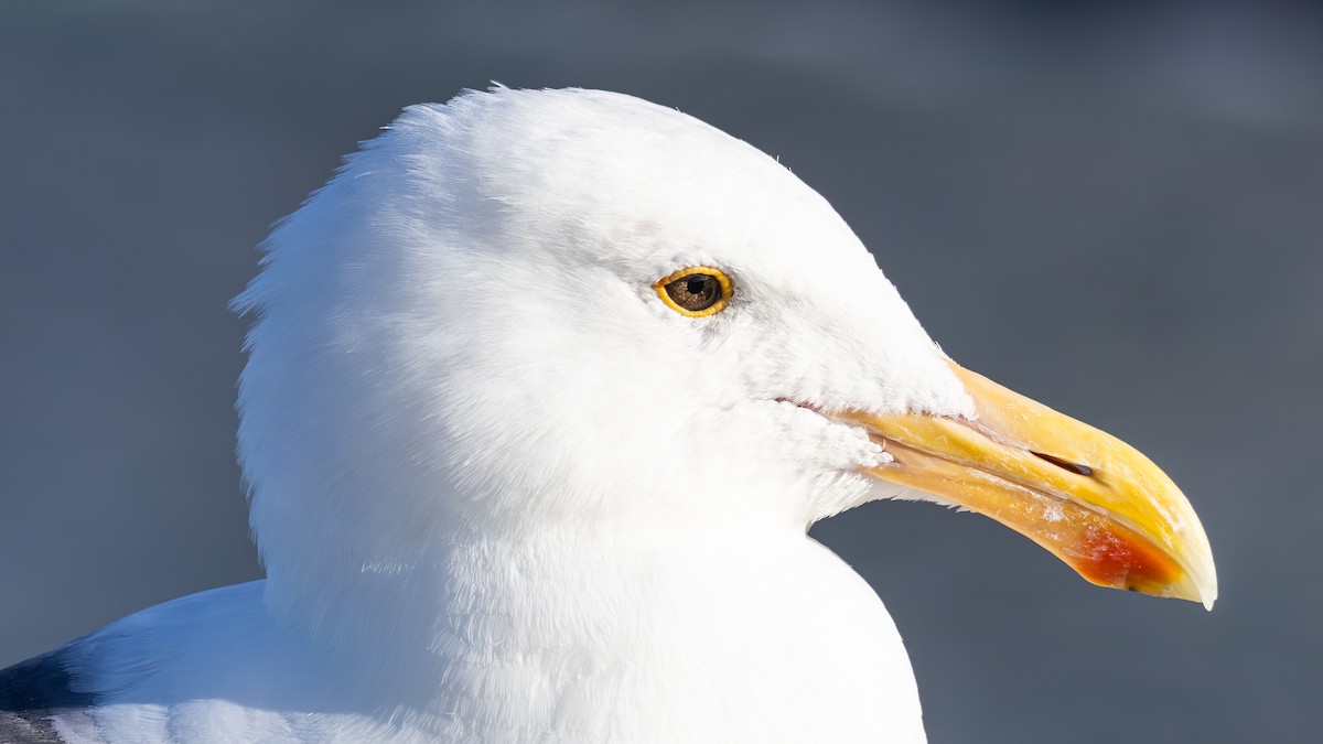 Western Gull - ML645875708