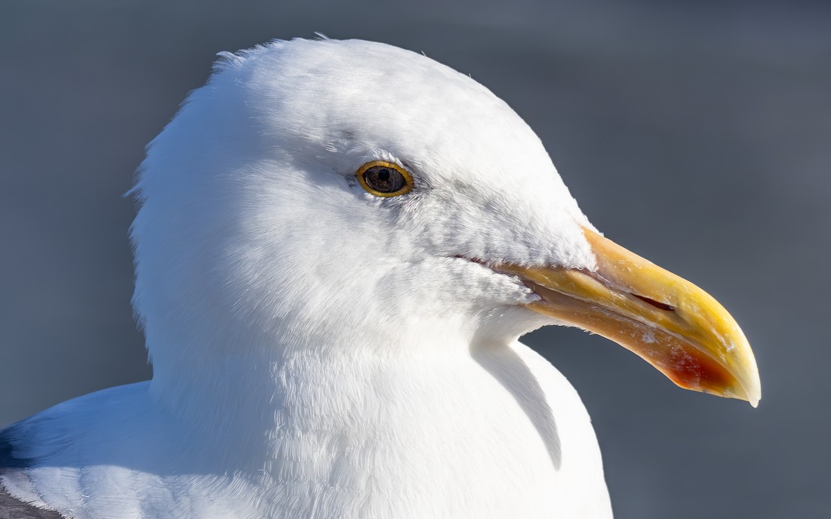 Western Gull - ML645875709