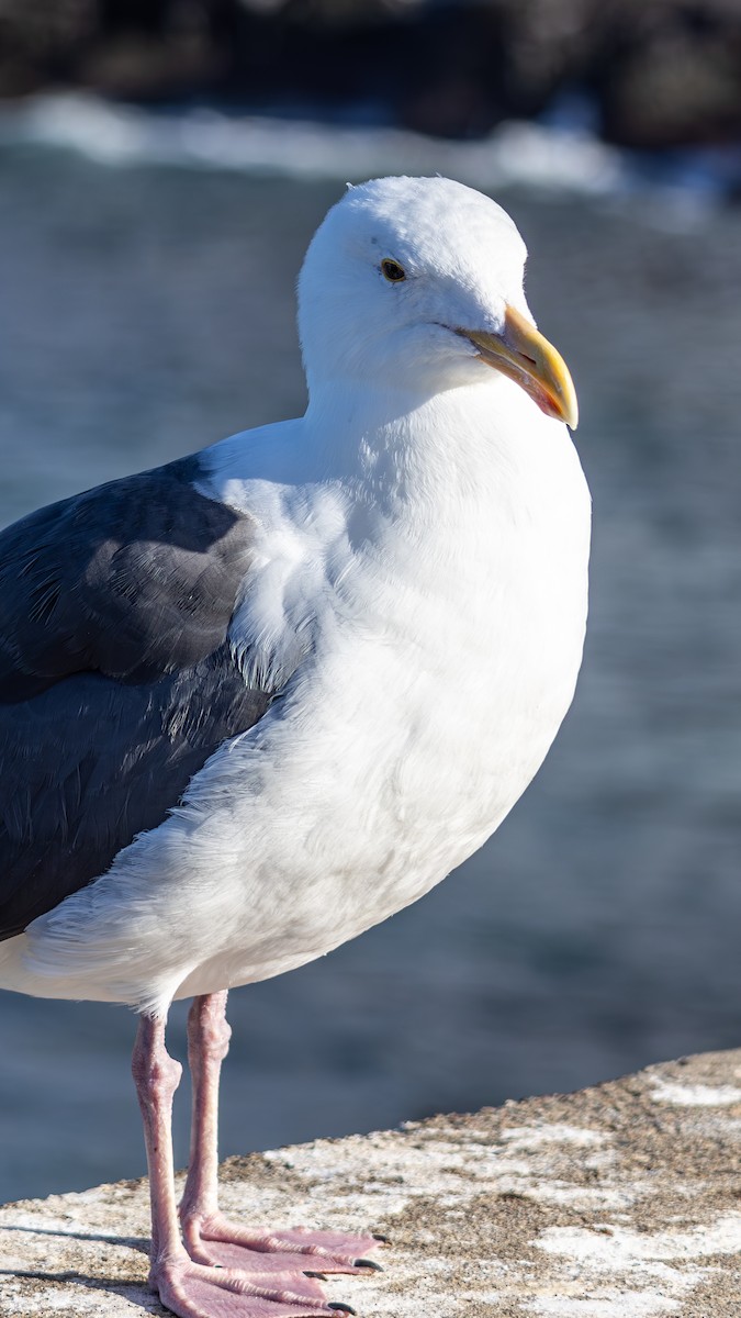 Western Gull - ML645875710