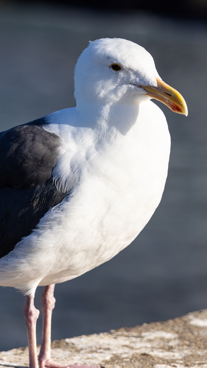 Western Gull - ML645875711