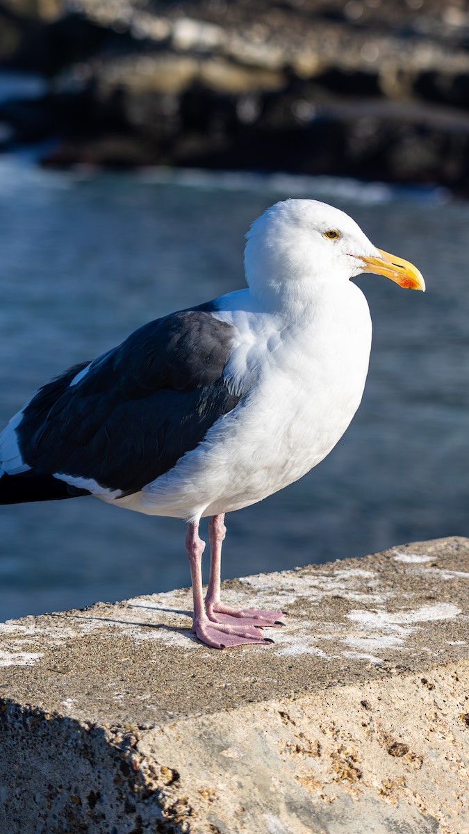 Western Gull - ML645875712