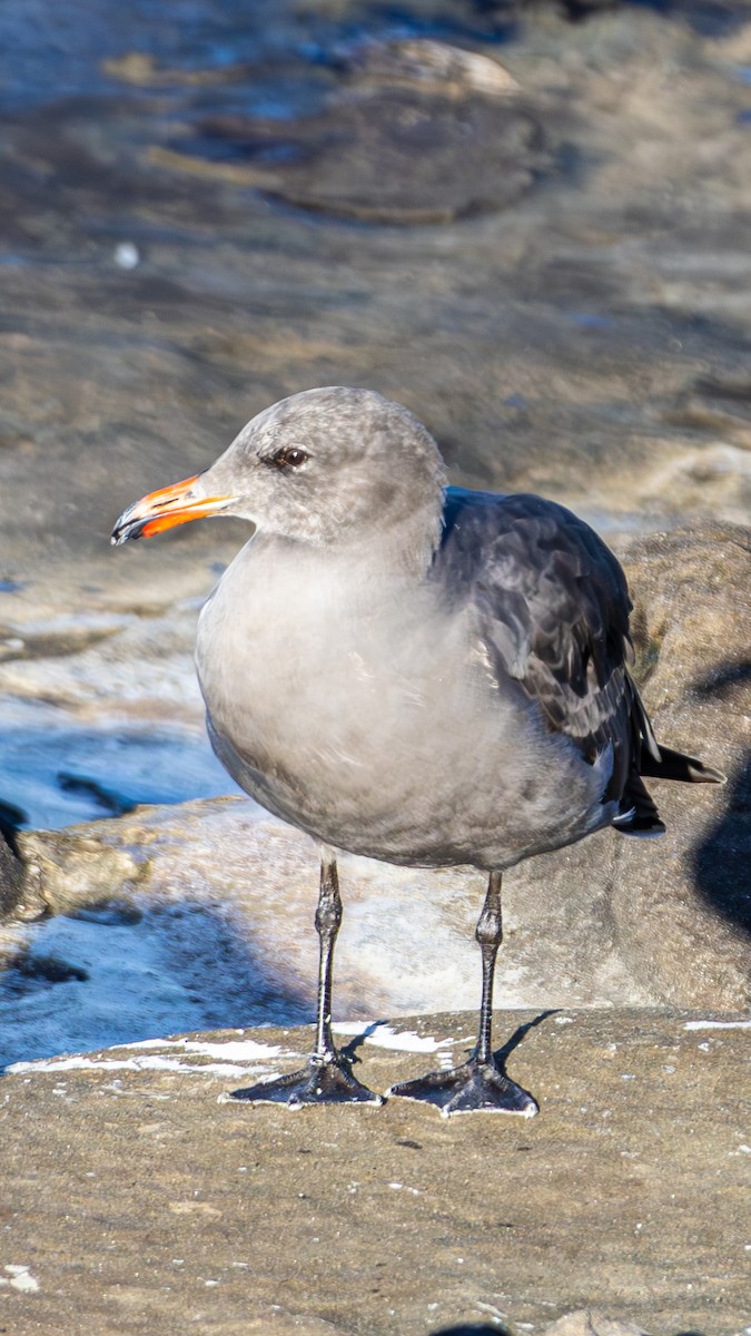 Heermann's Gull - ML645875715