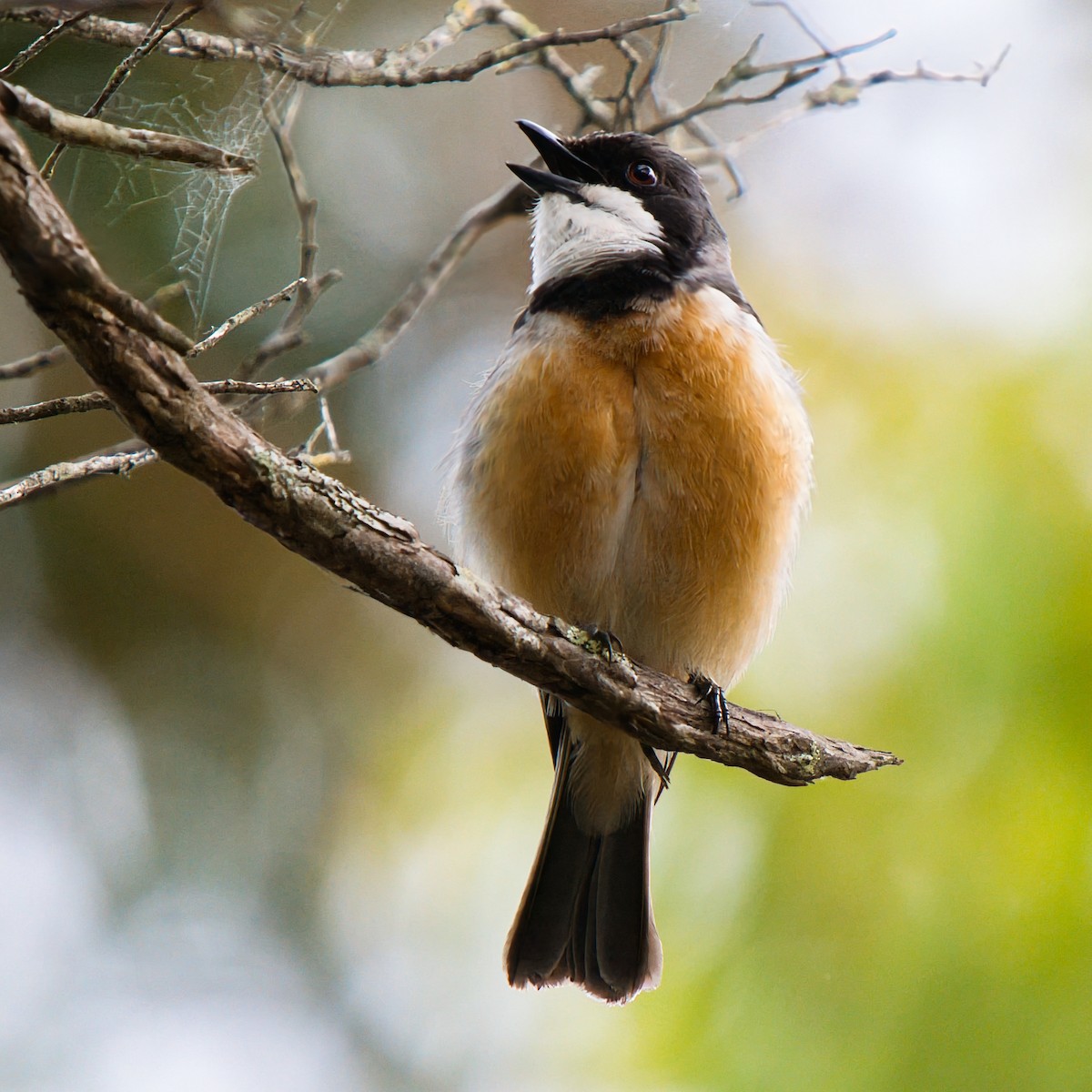 Rufous Whistler - ML645875716