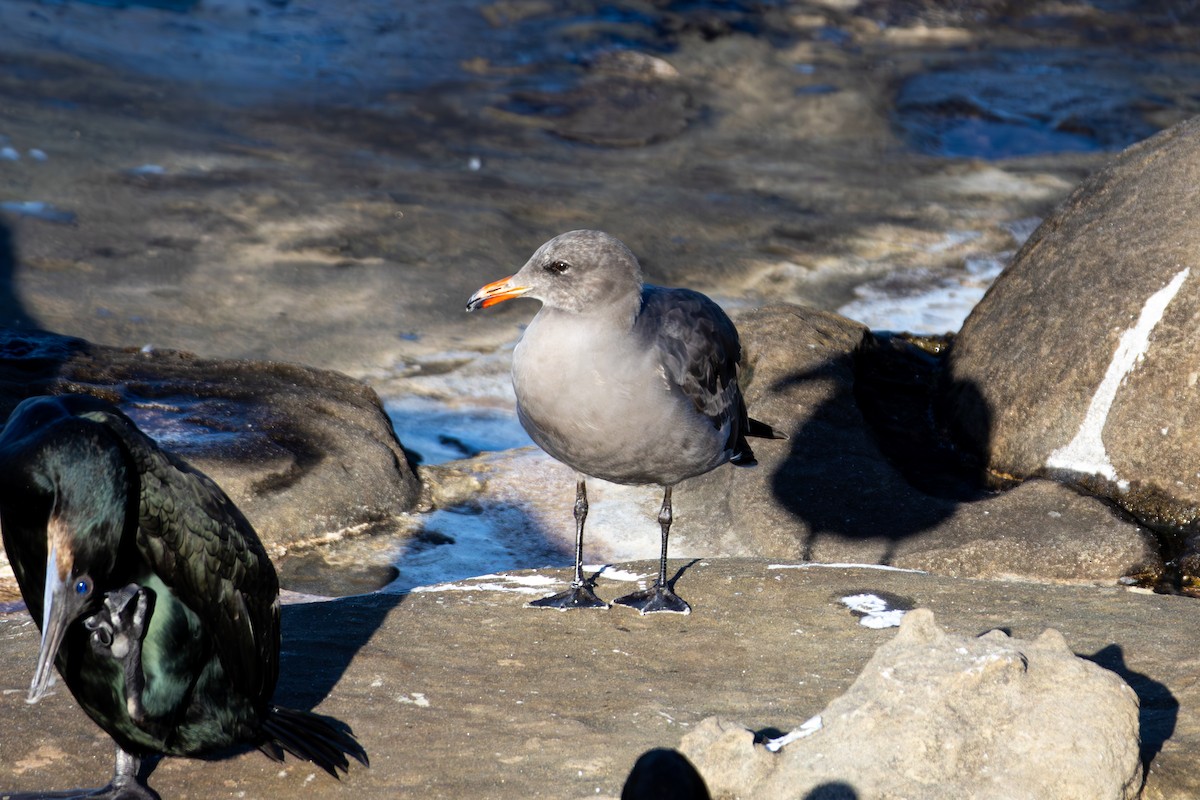 Heermann's Gull - ML645875717