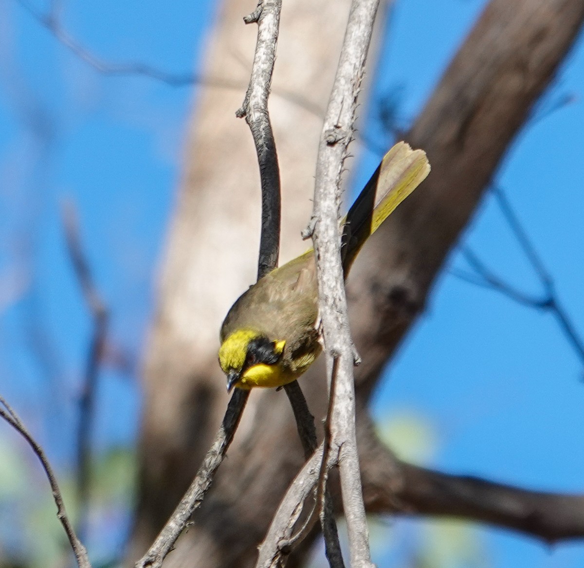 Yellow-tufted Honeyeater - ML645875718