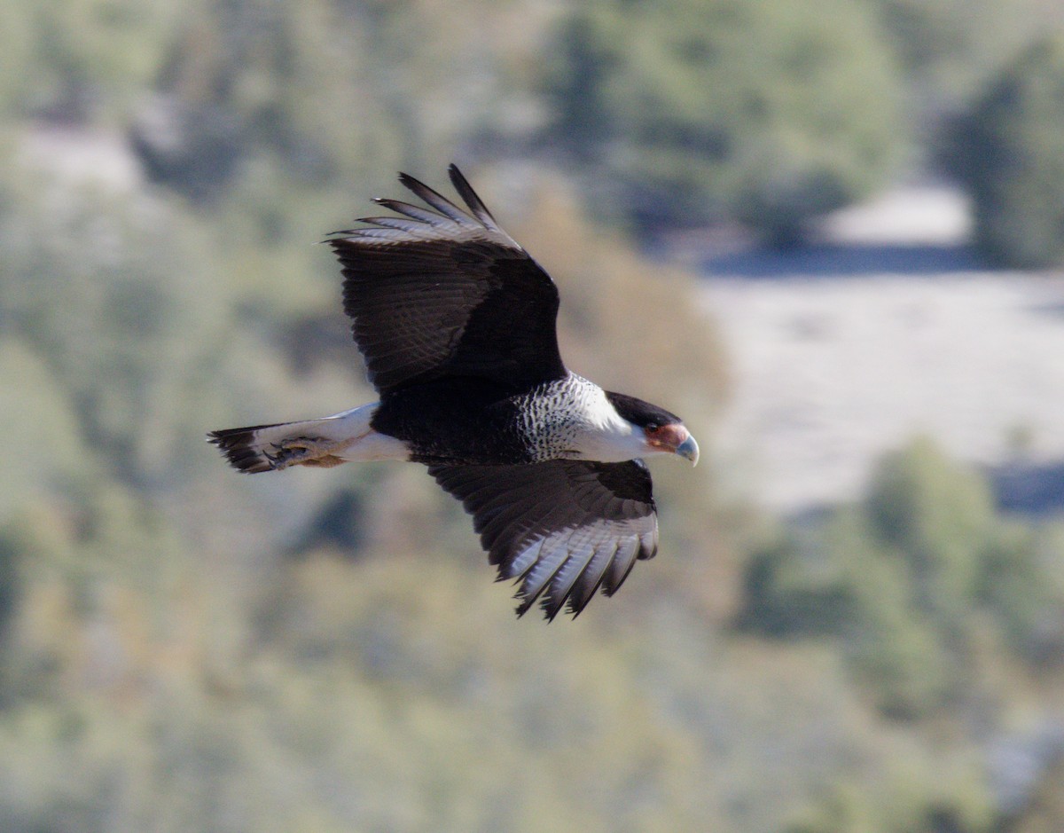Crested Caracara - ML645875719