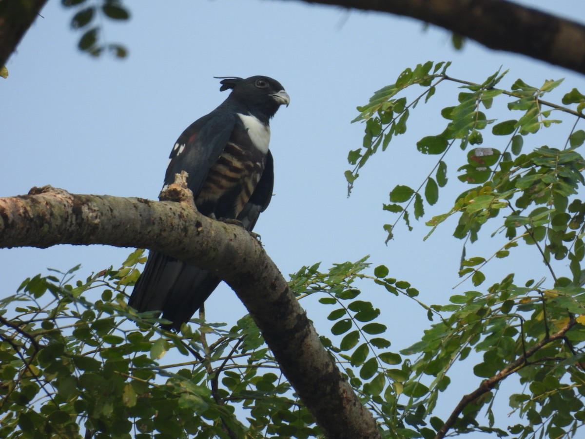 Black Baza - ML645875720