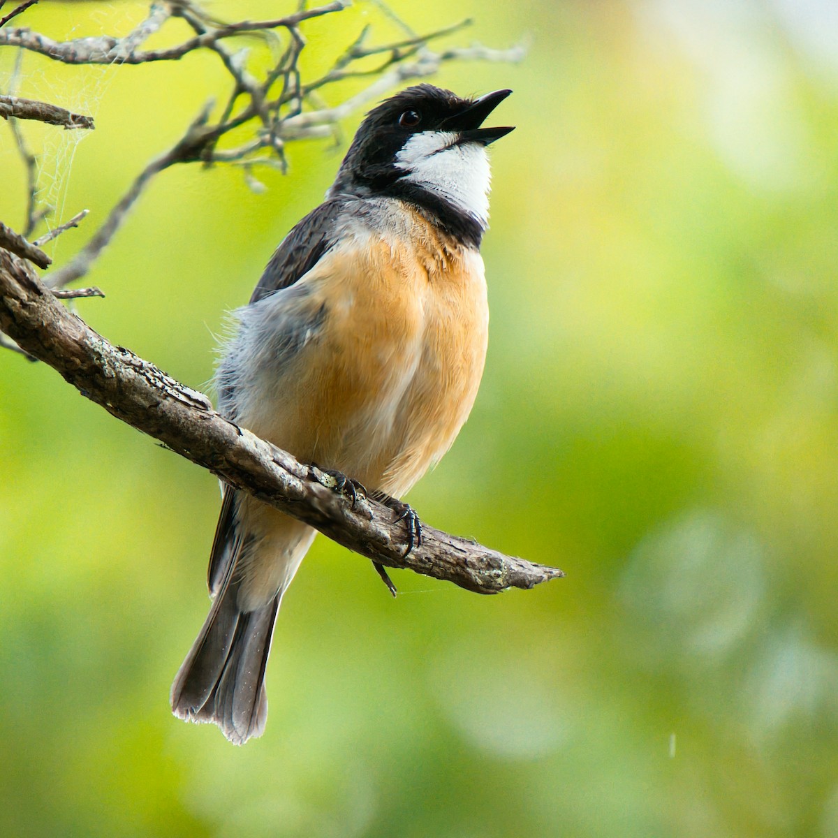 Rufous Whistler - ML645875721