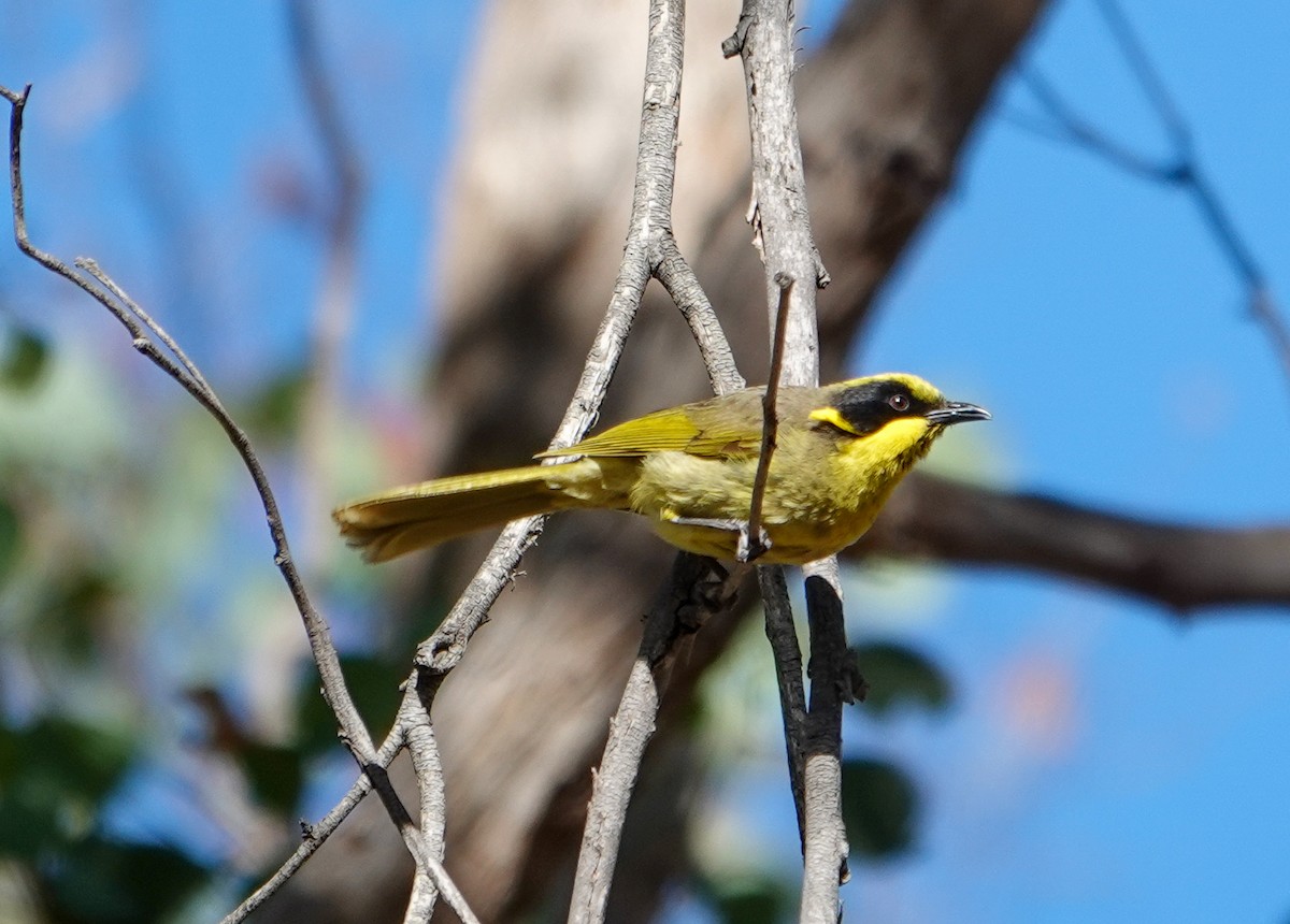 Yellow-tufted Honeyeater - ML645875722