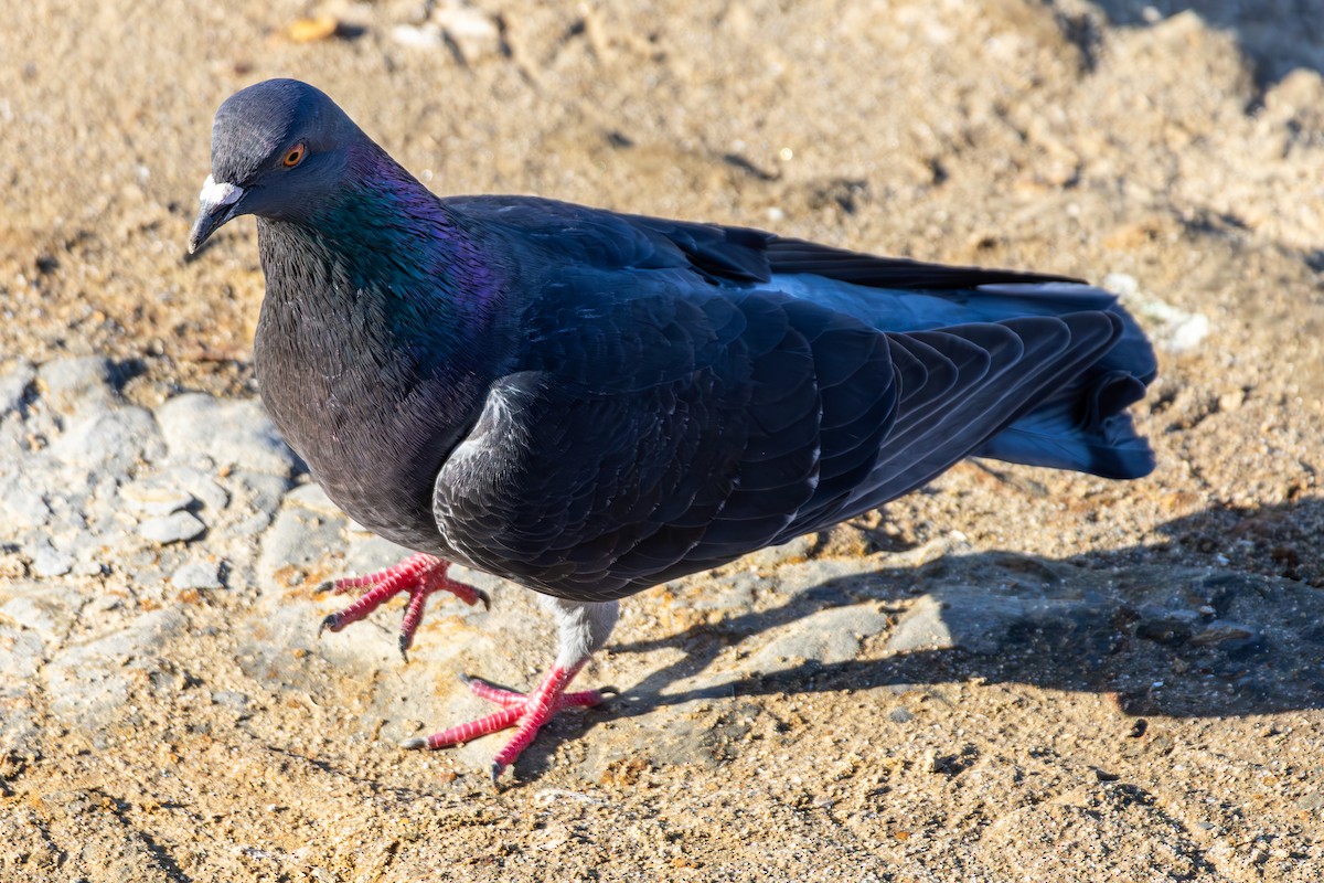 Rock Pigeon (Feral Pigeon) - ML645875723