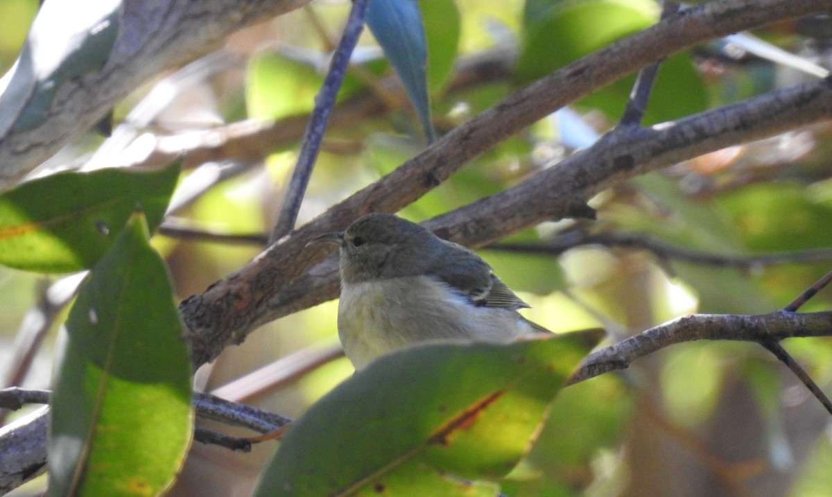 Oahu Amakihi - ML645875724