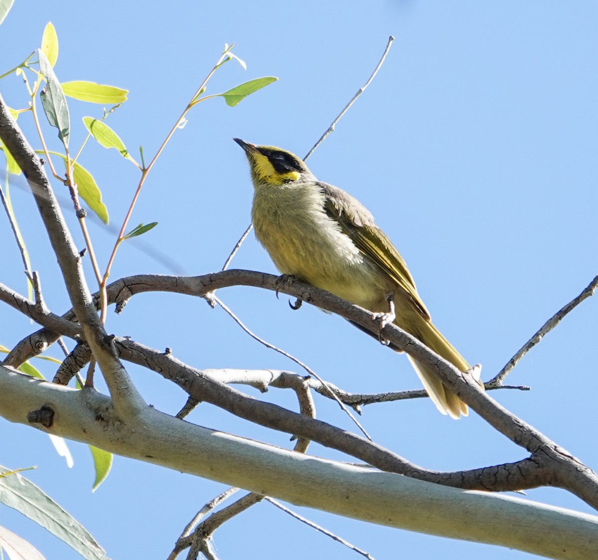 Yellow-tufted Honeyeater - ML645875725