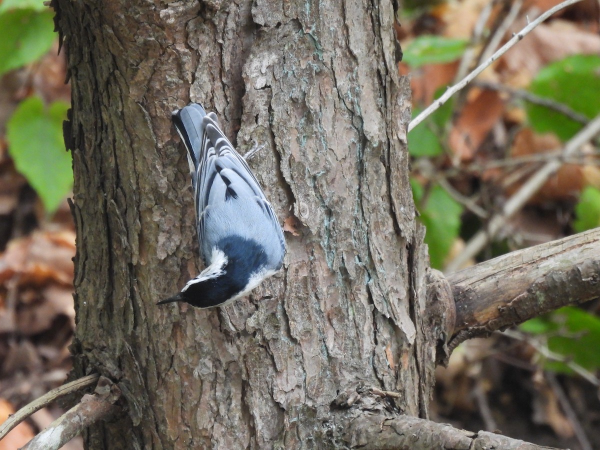 White-breasted Nuthatch - ML645875729