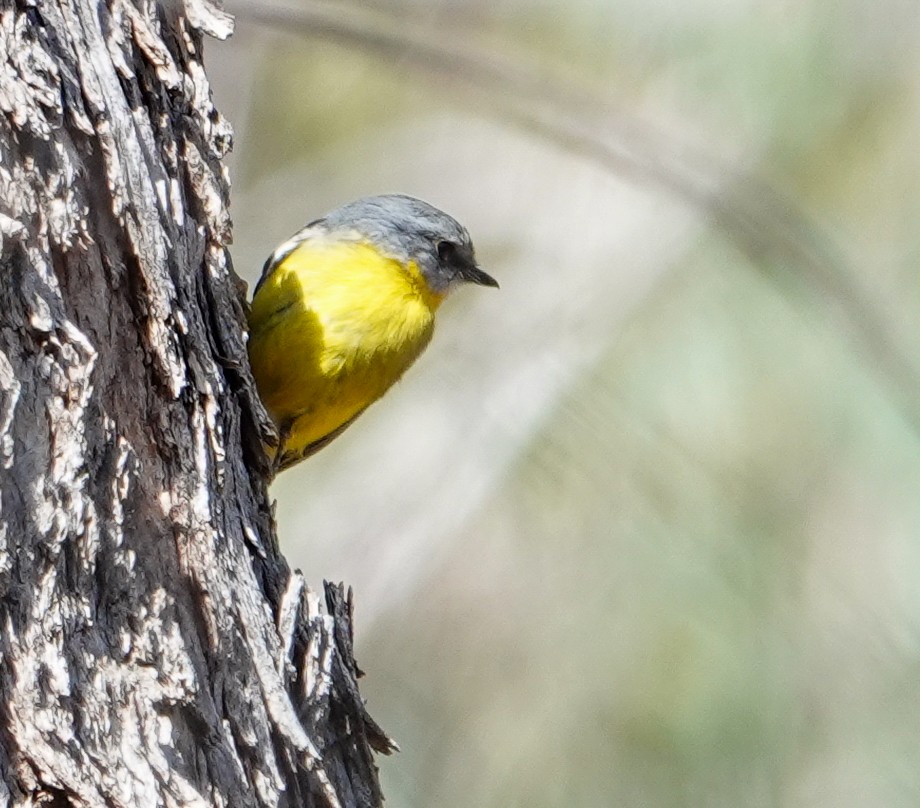 gulbrystflueskvett - ML645875731