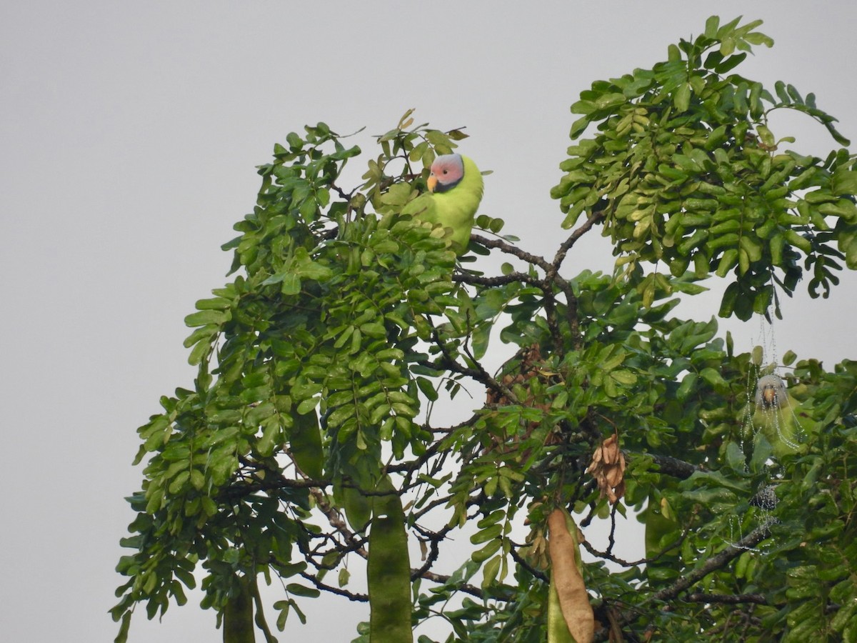 Blossom-headed Parakeet - ML645875732