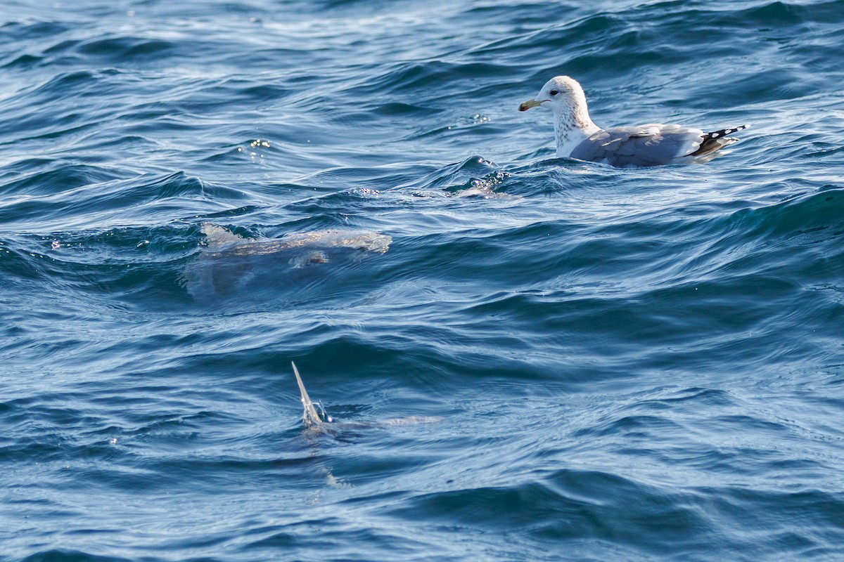 California Gull - ML645875738