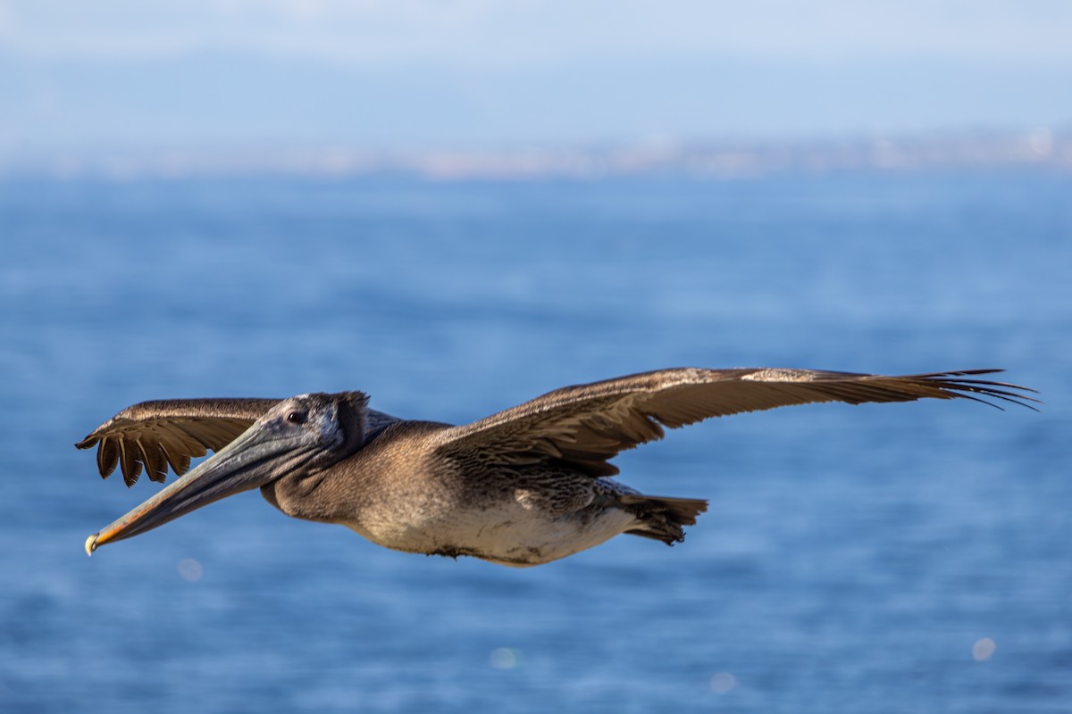 Pelícano Pardo (California) - ML645875741
