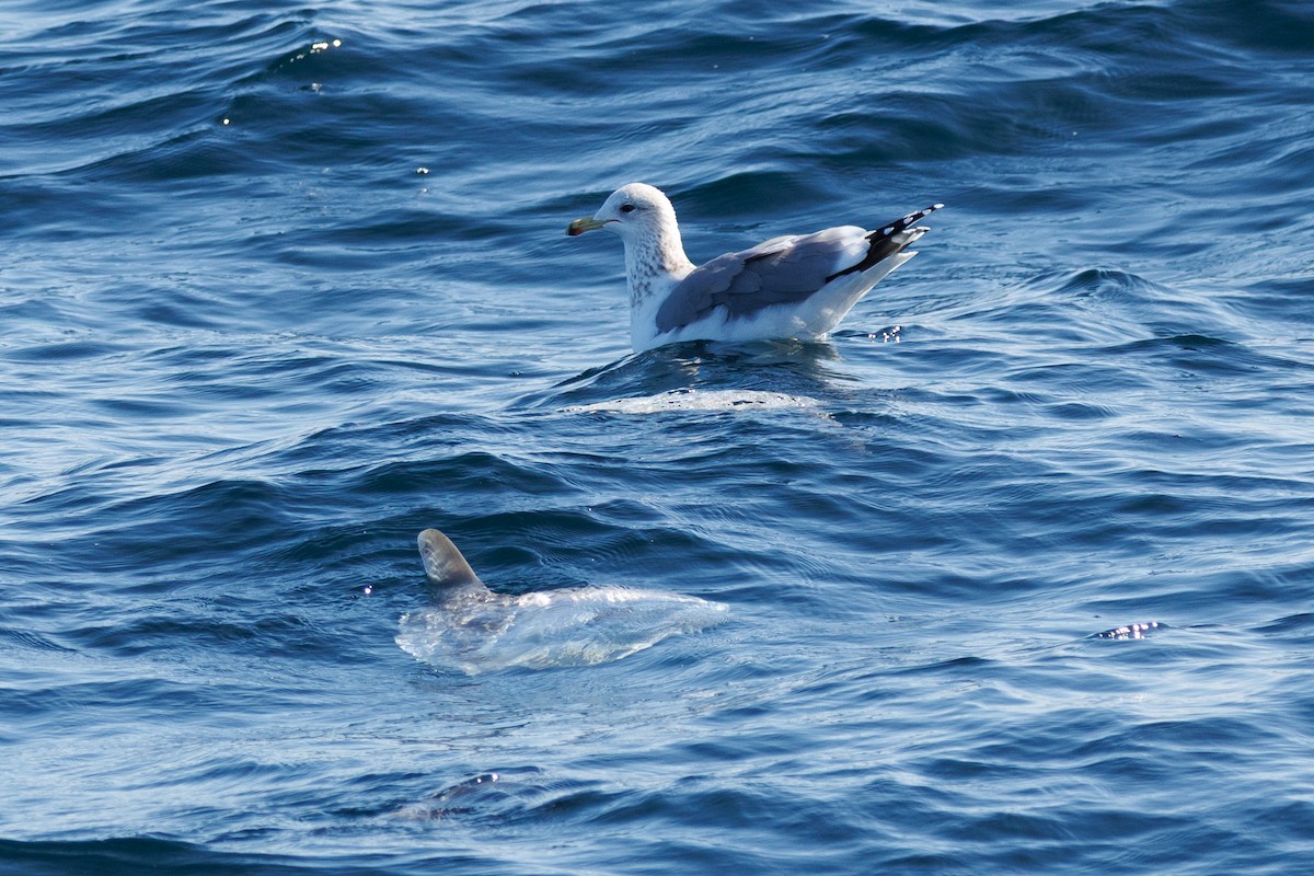 California Gull - ML645875743