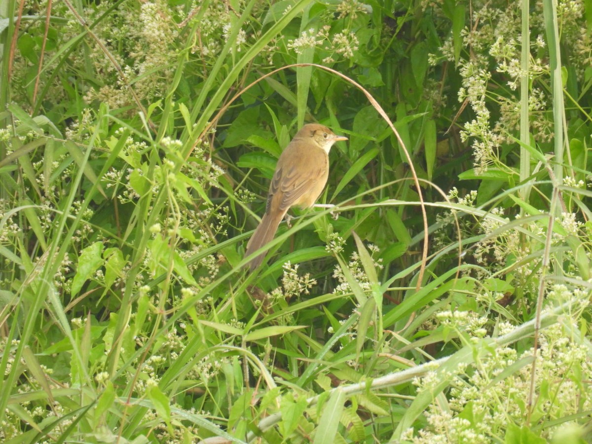 Очеретянка товстодзьоба - ML645875746