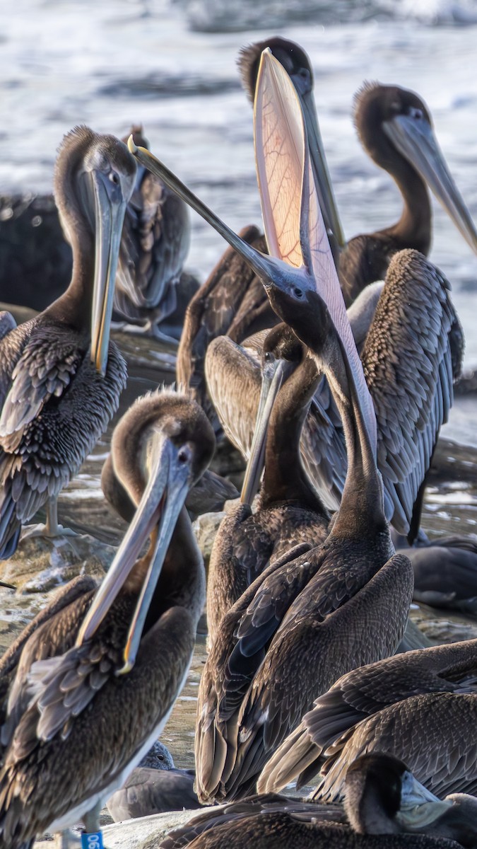 Pelícano Pardo (California) - ML645875747