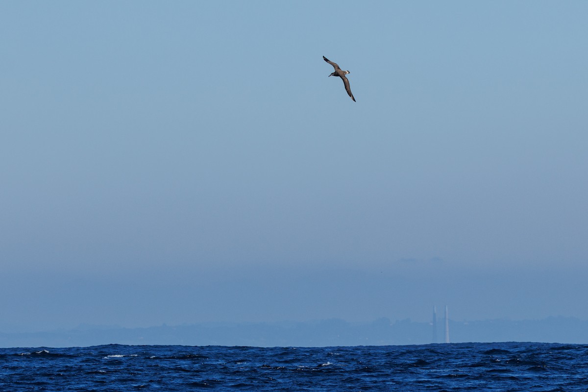 Black-footed Albatross - ML645875748
