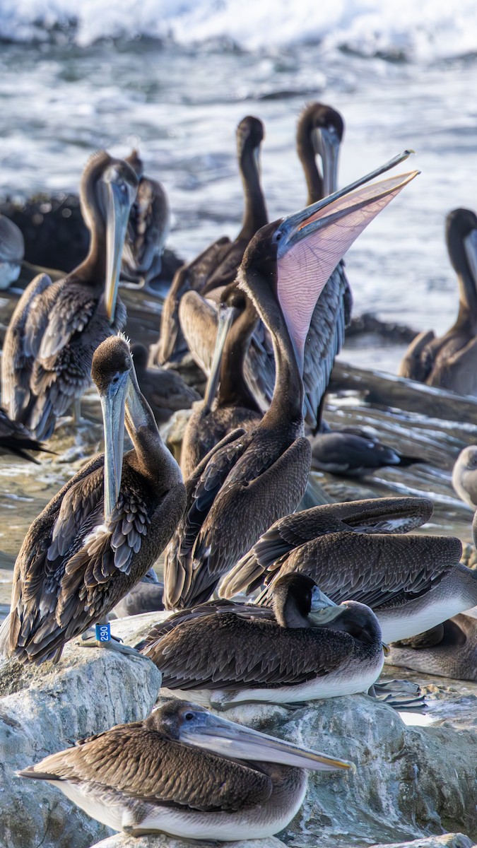 Pelícano Pardo (California) - ML645875749