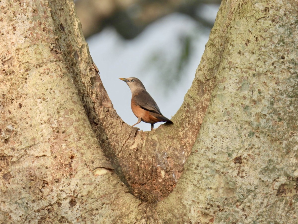 Chestnut-tailed Starling - ML645875752