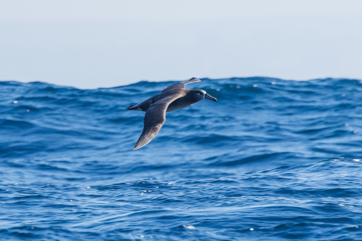 Black-footed Albatross - ML645875756