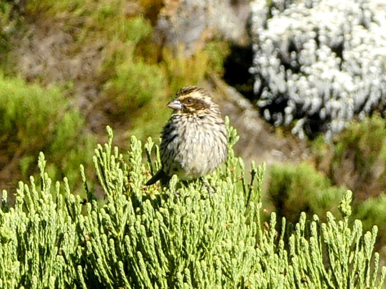 Streaky Seedeater - ML645875757
