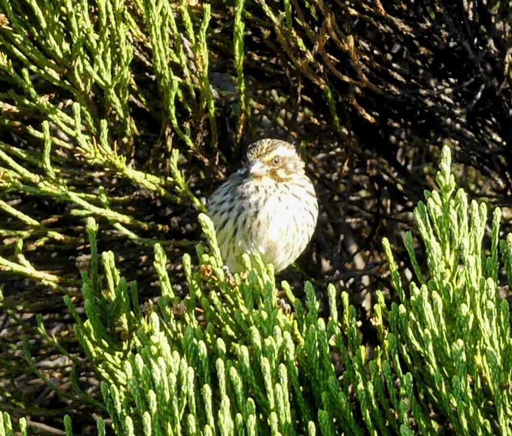 Streaky Seedeater - ML645875758