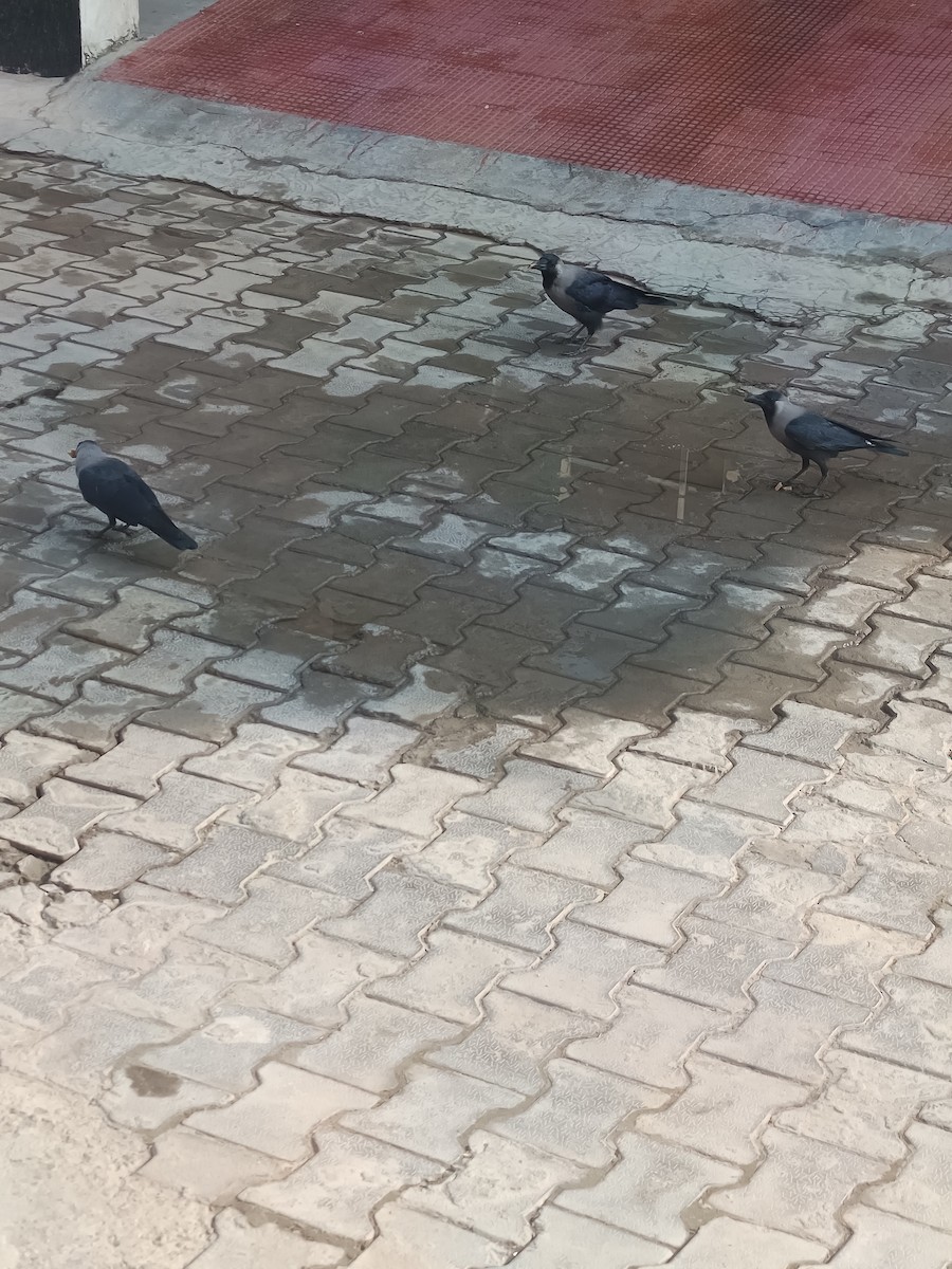 House Crow - ML645875760