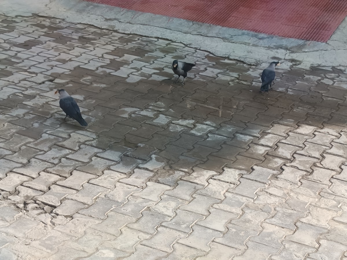 イエガラス - ML645875761