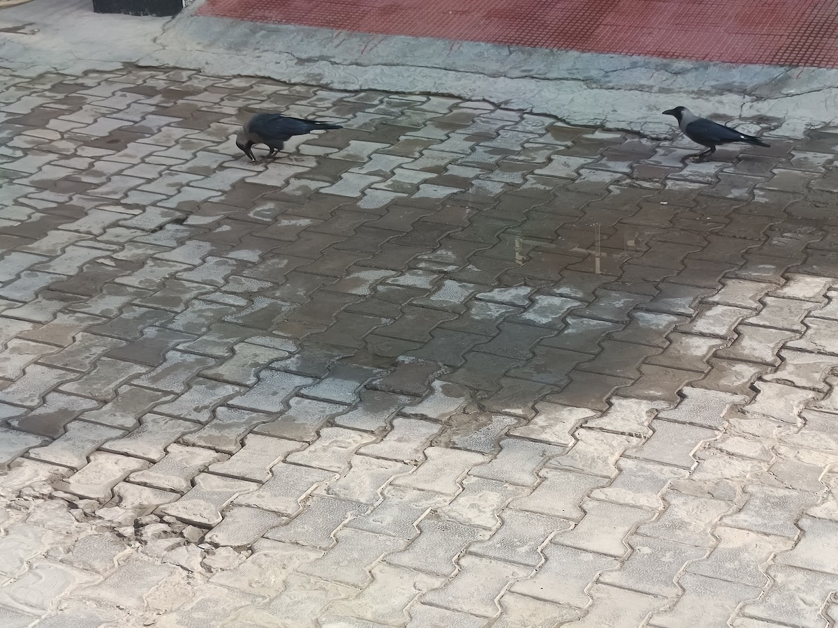 House Crow - ML645875762