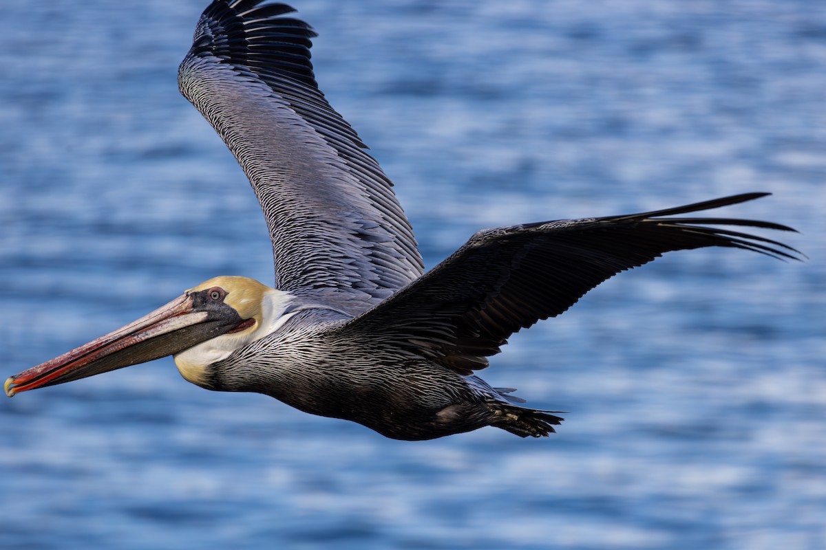 カッショクペリカン（californicus） - ML645875763