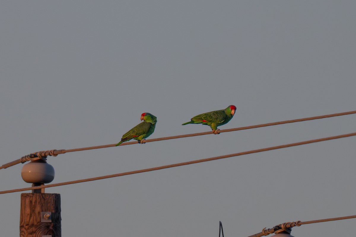 メキシコアカボウシインコ - ML645875764