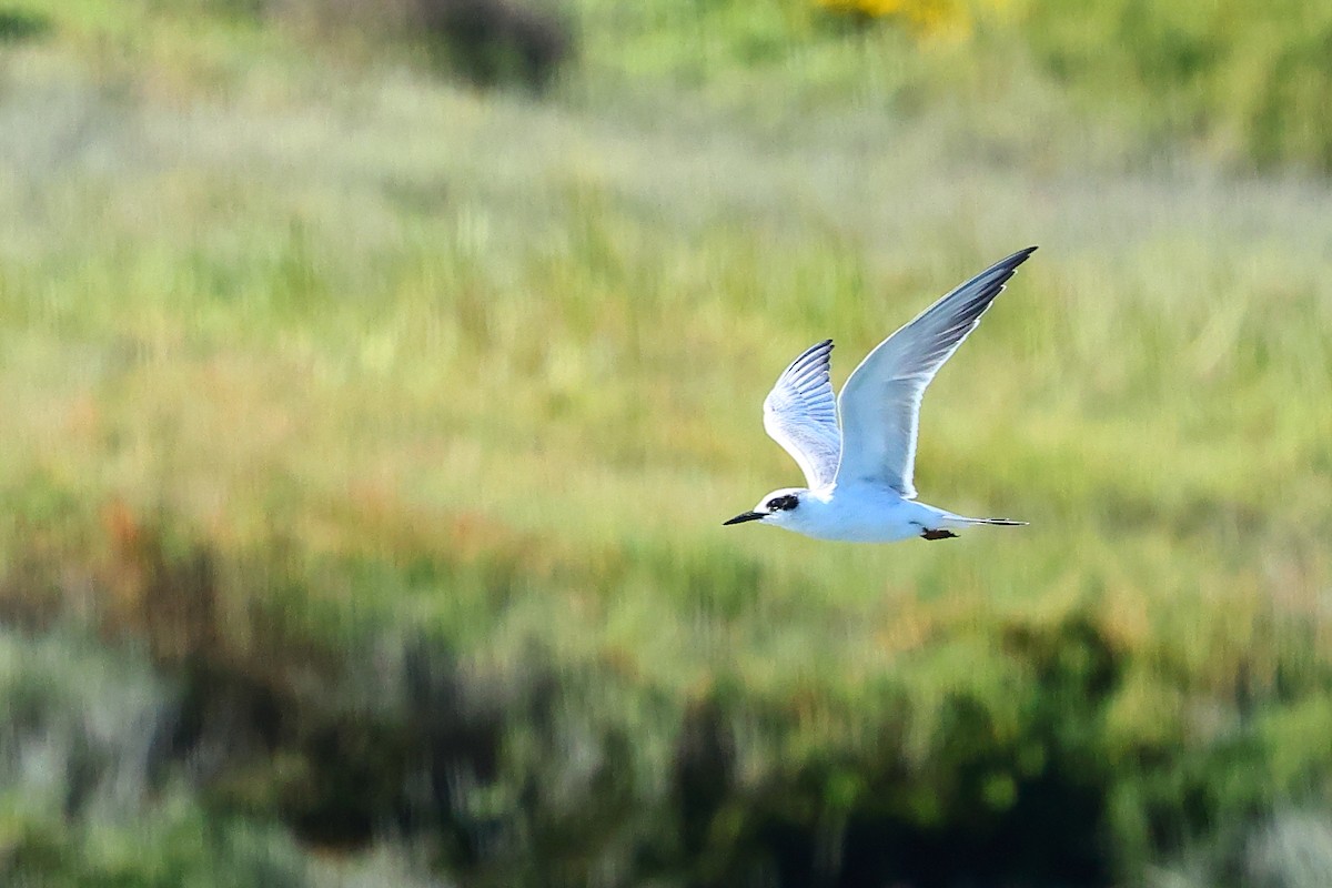 メリケンアジサシ - ML645875765