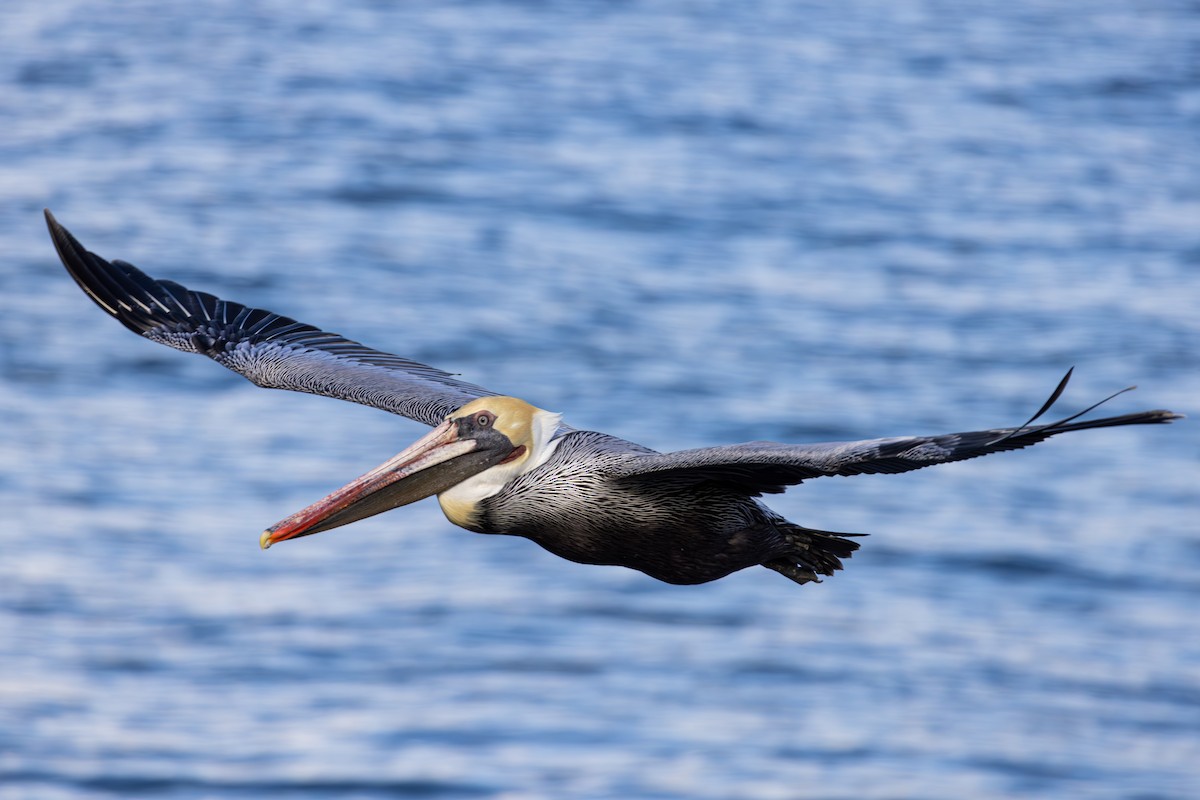 カッショクペリカン（californicus） - ML645875766