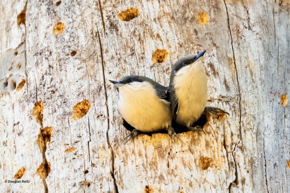 ヒメゴジュウカラ - ML645875768