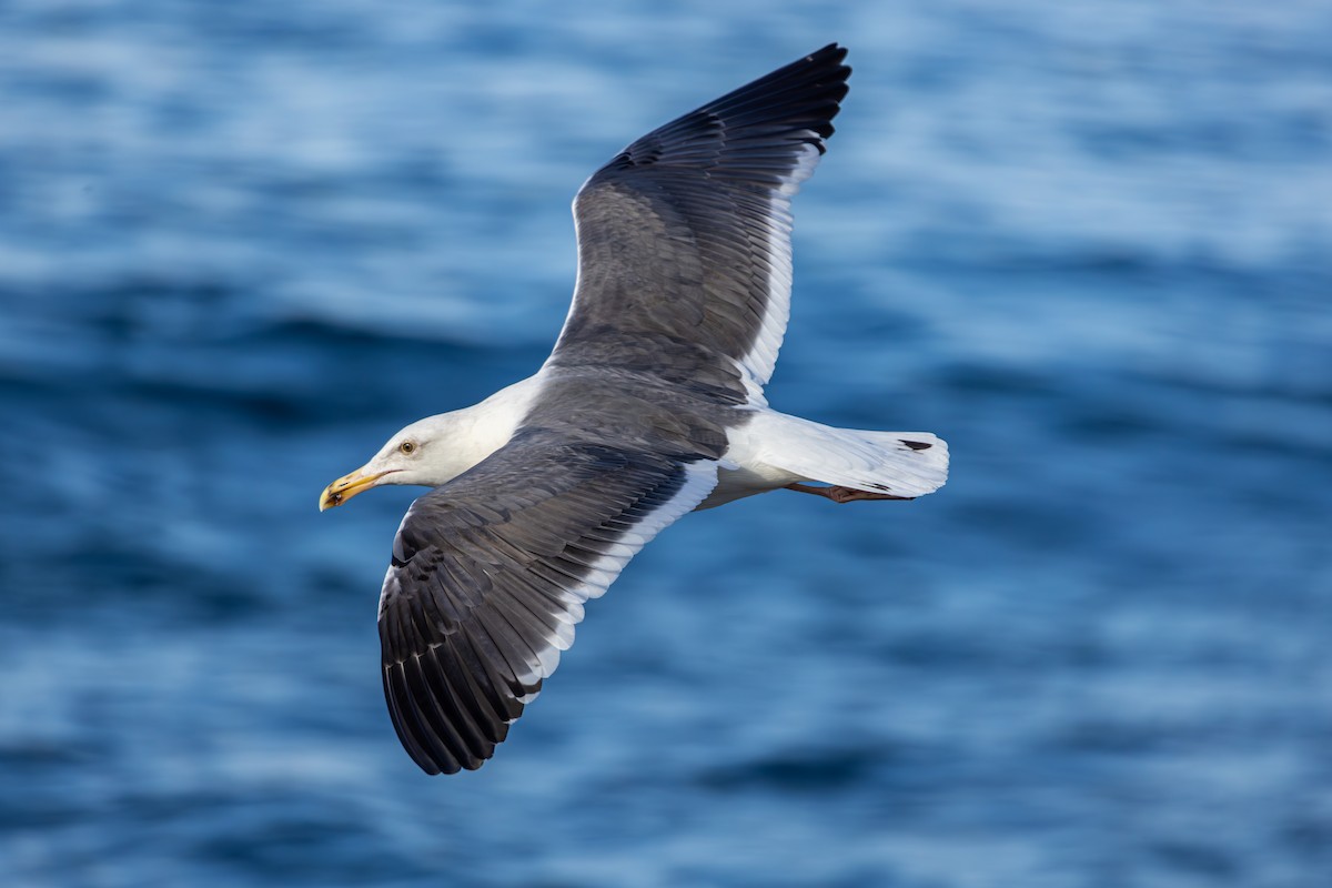 アメリカオオセグロカモメ - ML645875770